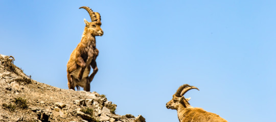 caccia stambecco svizzera