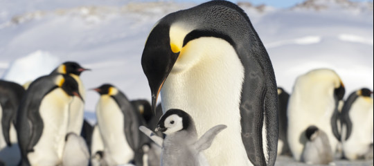 pinguini imperatore estinzione