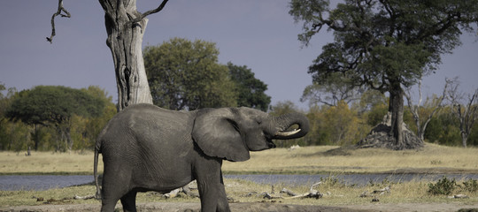 Zimbabwe siccità elefanti