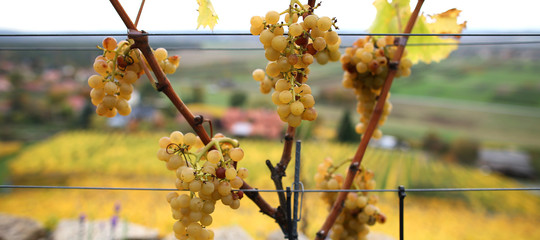 cambiamenti climatici vino