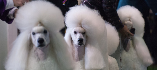 animali omosessuali dna