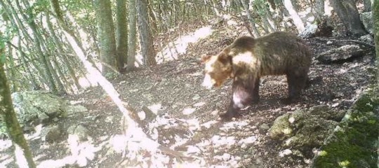 orso m49 letargo