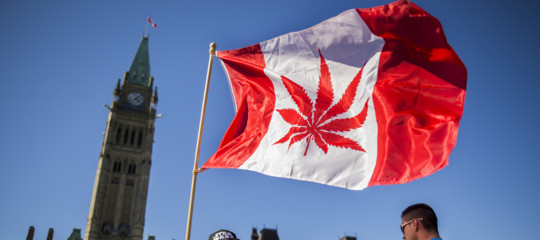 cannabis bolla