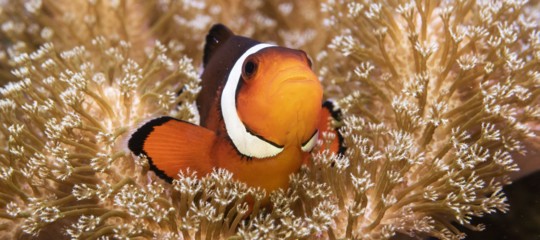Nemo pesce pagliaccio clima