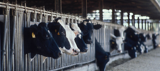 clima consumo carne