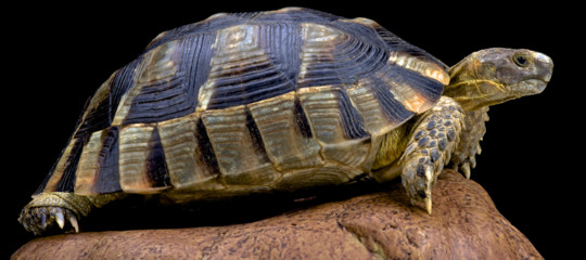 tartarughe testudo marginata aereo