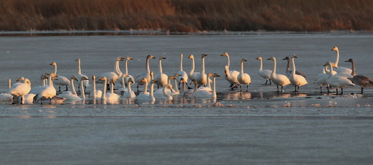 uccelli migratori cambiamenti climatici