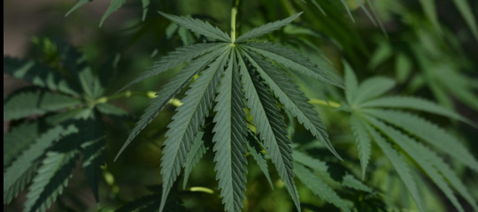 cannabis light droga