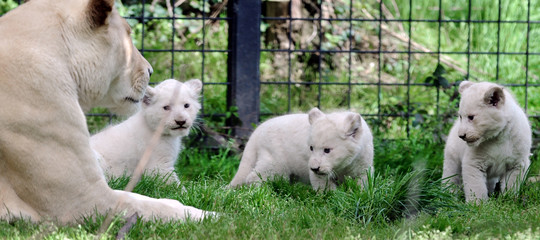 Ong Compra Uno Zoo Con Una Colletta Ora Vuole Liberare Gli Animali