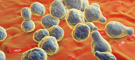 caso meningite tredicenne firenze