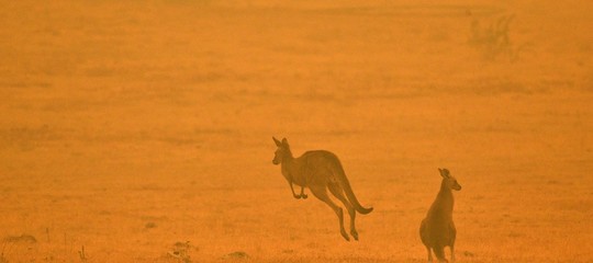 roghi australia animali morti