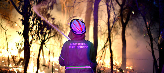 Australia pini 'preistorici' salvati incendi