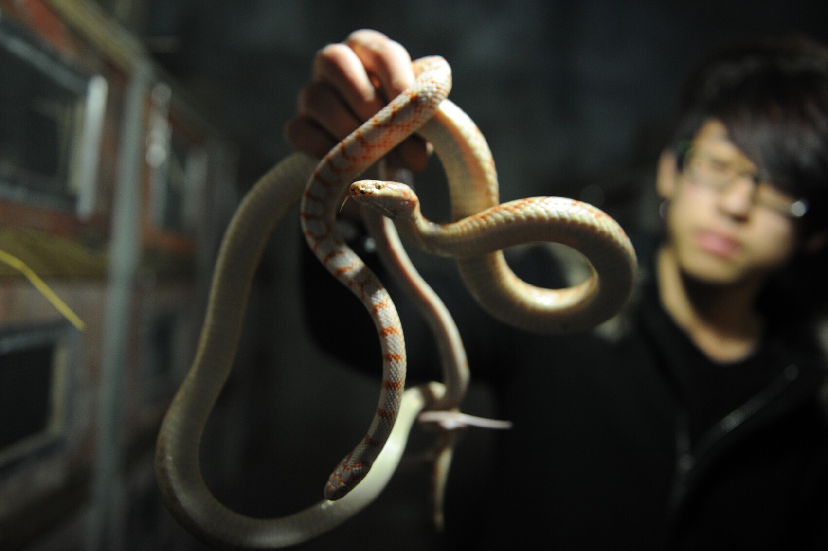 I serpenti non hanno più fame e vivono meglio