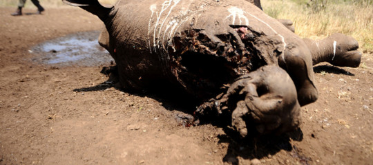 sudafrica rinoceronti uccisi poaching corno