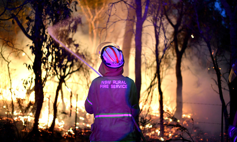 Australia pini 'preistorici' salvati incendi