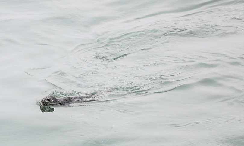 morto cucciolo foca monaca brindisi
