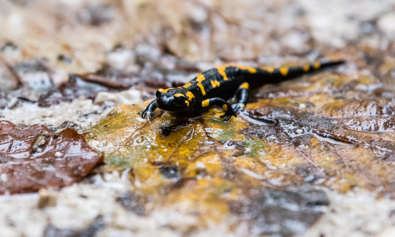 salamandra pigra