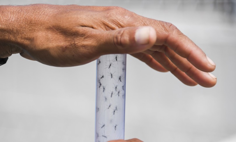 estinzione insetti cambiamenti climatici