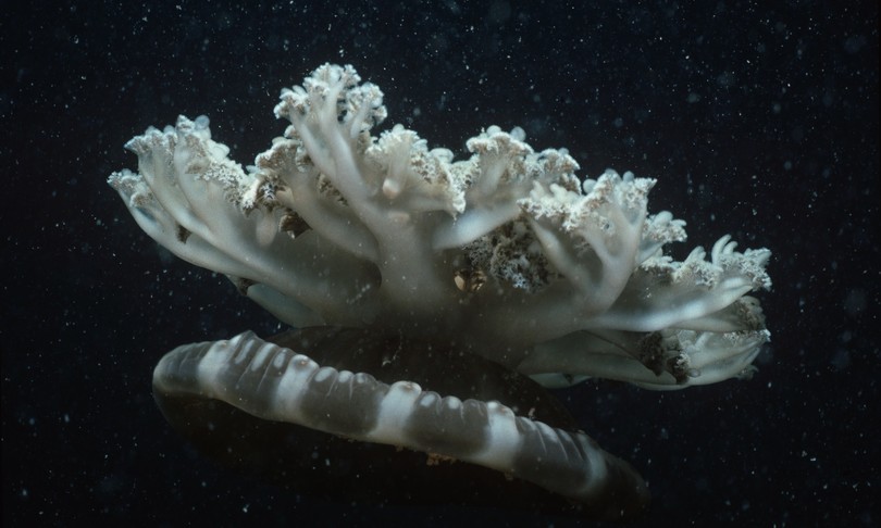 meduse irritazioni punture ricerca