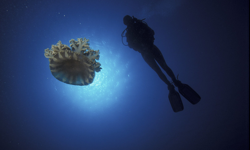 meduse irritazioni punture ricerca
