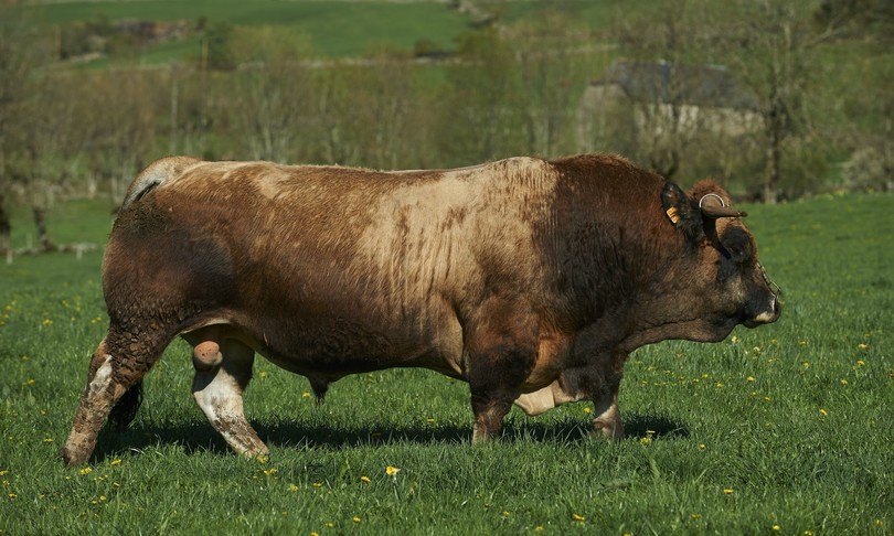 Studentessa attaccata da toro