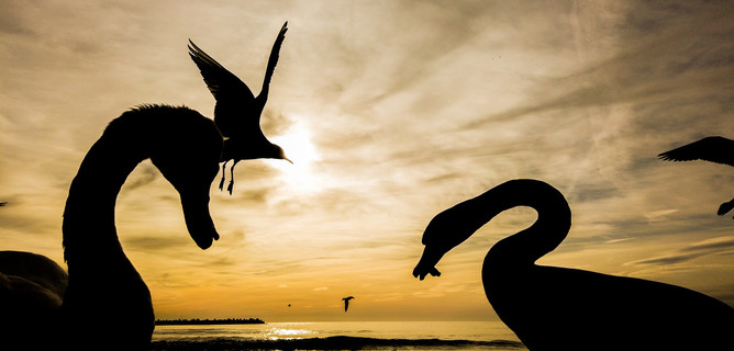 Perche Il Coronavirus E Definito Un Cigno Nero