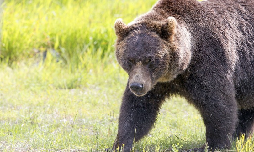 M49 orso letargo Trentino