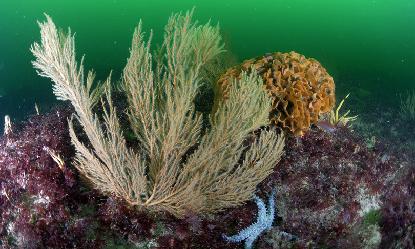 batterio clamidia oceano