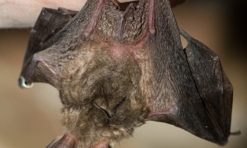 coronavirus pipistrelli trani