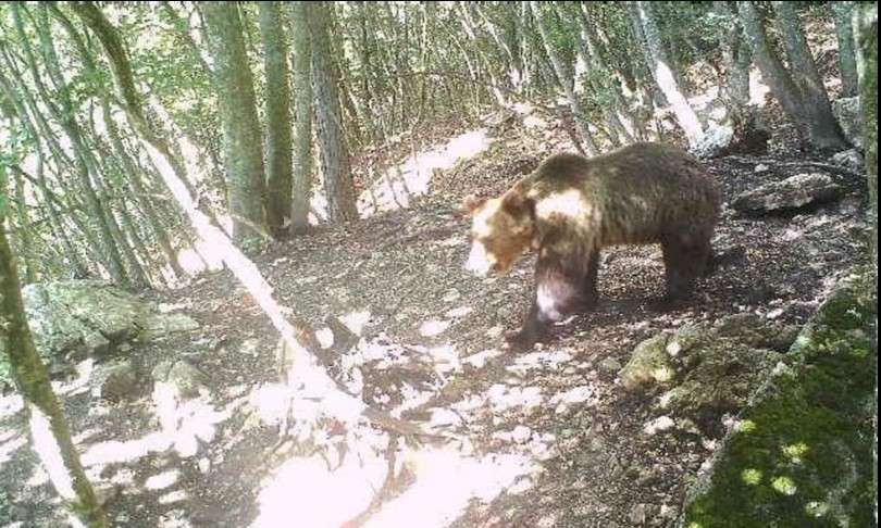 Orso m49 trentino alto adige