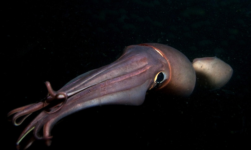 scienza calamari bioluminescenza
