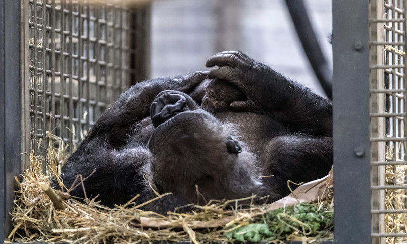 coronavirus contagi scimmie gorilla