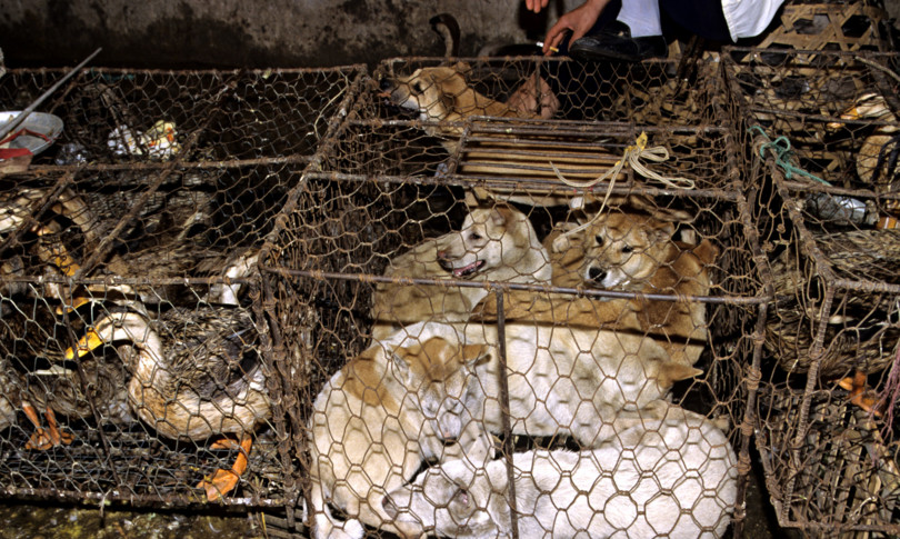 cina animali commestibili
