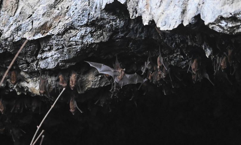 coronavirus nuovi ceppi pipistrelli myanmar