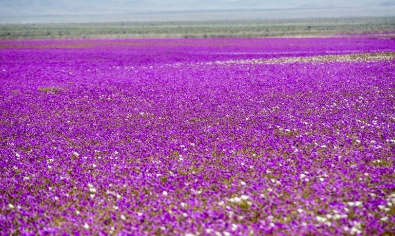 odore primavera batterio