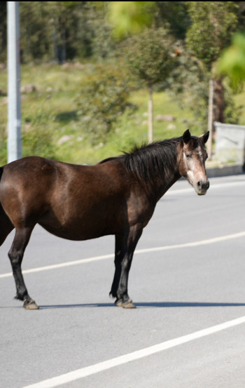 Cavalli per le strade turche