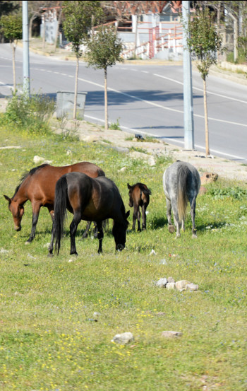 Cavalli per le strade turche