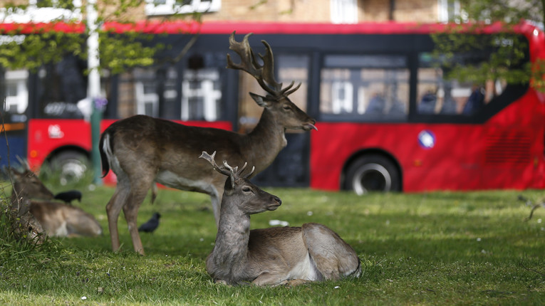 I cervi di Londra