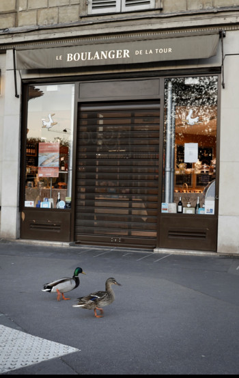 Le anatre di Parigi
