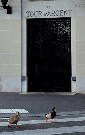 Le anatre di Parigi