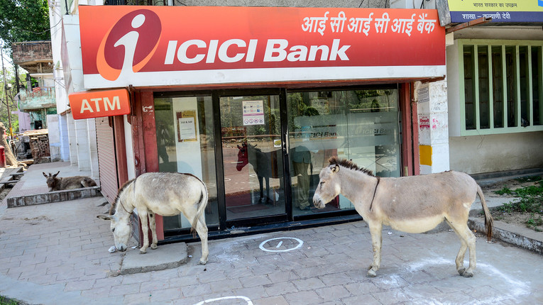 Asini sui marciapiedi indiani