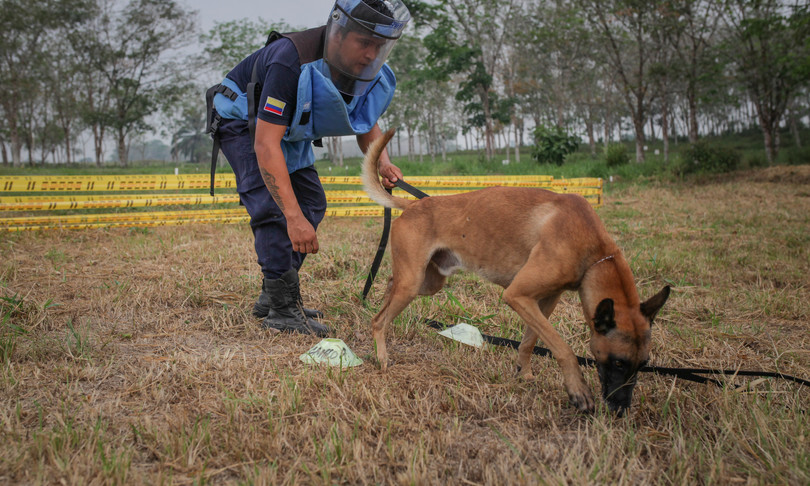 coronavirus cani cura