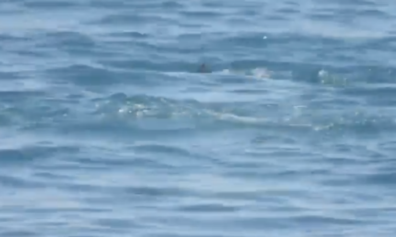 video delfini catanzaro lido