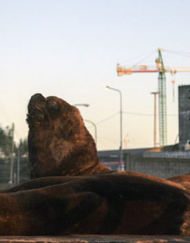 Le città riconquistate dagli animali