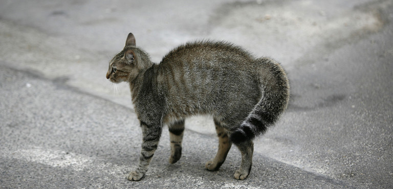 Un Gatto Positivo Al Covid 19 In Francia E Il Quarto Caso Nel Mondo