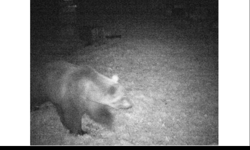 orso Villadossola M29 Bruno Toscani