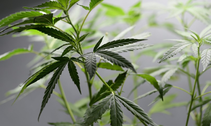 cannabis light coronavirus