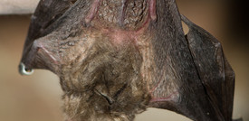 Coronavirus: ceppo simile in pipistrelli conferma origini naturali