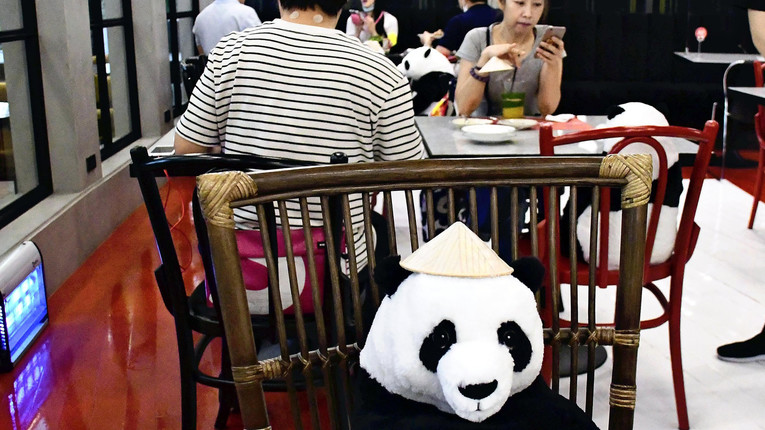I panda della Thailandia
