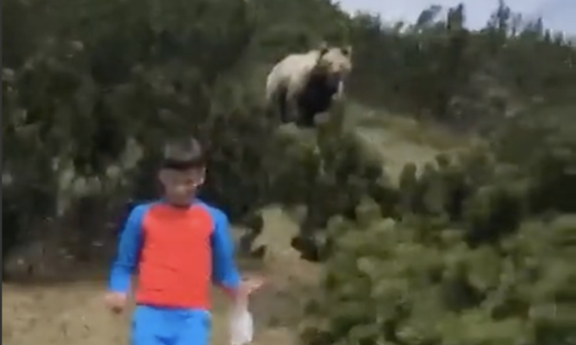 trentino orso bambino